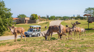 Week-end Safari de Peaugres